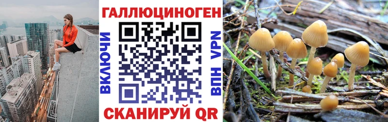 мориарти телеграм Ефремов Псилоцибиновые грибы мицелий МЕГА рабочий сайт
